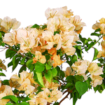 BOUGAINVILLEA MONTECRISTO 1 MTR جهنمية (مجنونة)
