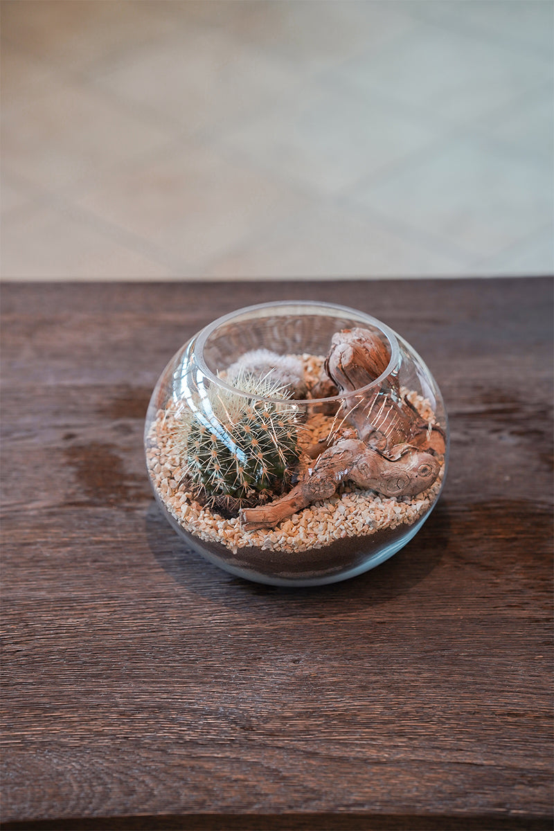 DOUBLE CACTUS MIXED IN GLASS TERRARIUM