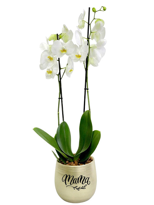 WHITE ORCHID IN CHAMPAGNE CERAMIC POT (DYE-CUT STICKER OPTION AVAILABLE) - أوركيد أبيض في حوض سيراميك بلون الشامبين (خيار ملصق بقصّ مخصص متاح)
