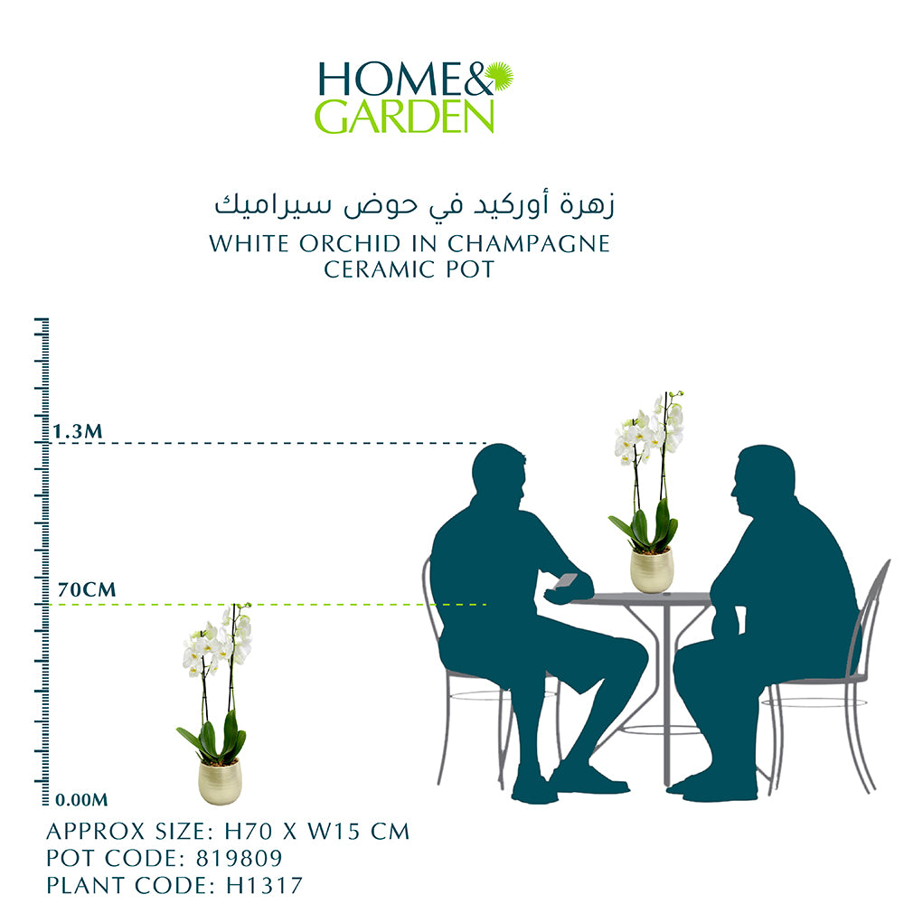 WHITE ORCHID IN CHAMPAGNE CERAMIC POT (DYE-CUT STICKER OPTION AVAILABLE) - أوركيد أبيض في حوض سيراميك بلون الشامبين (خيار ملصق بقصّ مخصص متاح)