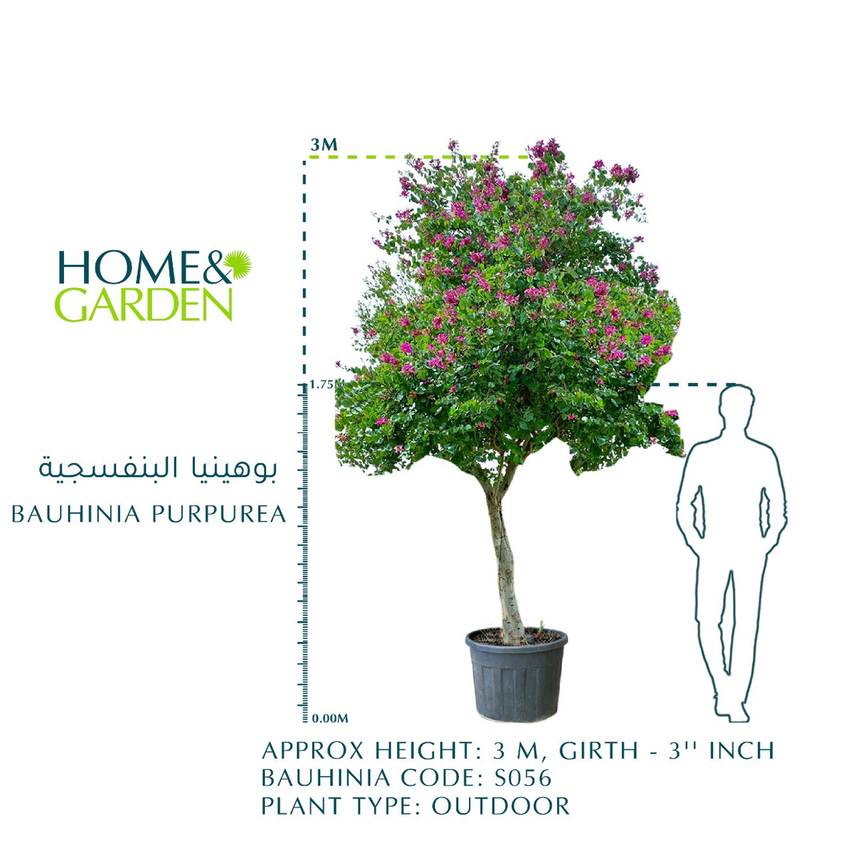 BAUHINIA PURPUREA	بوهينيا البنفسجية