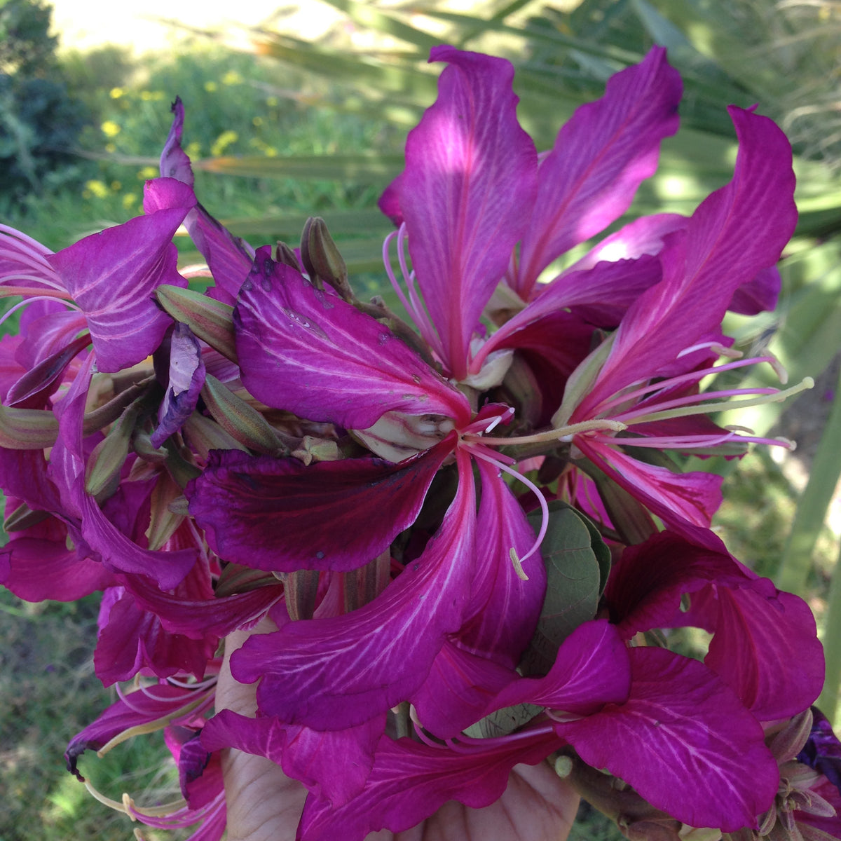 BAUHINIA PURPUREA	بوهينيا البنفسجية