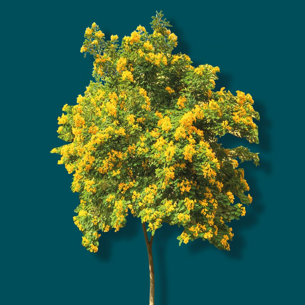 LANDSCAPE TREES β Home and Garden