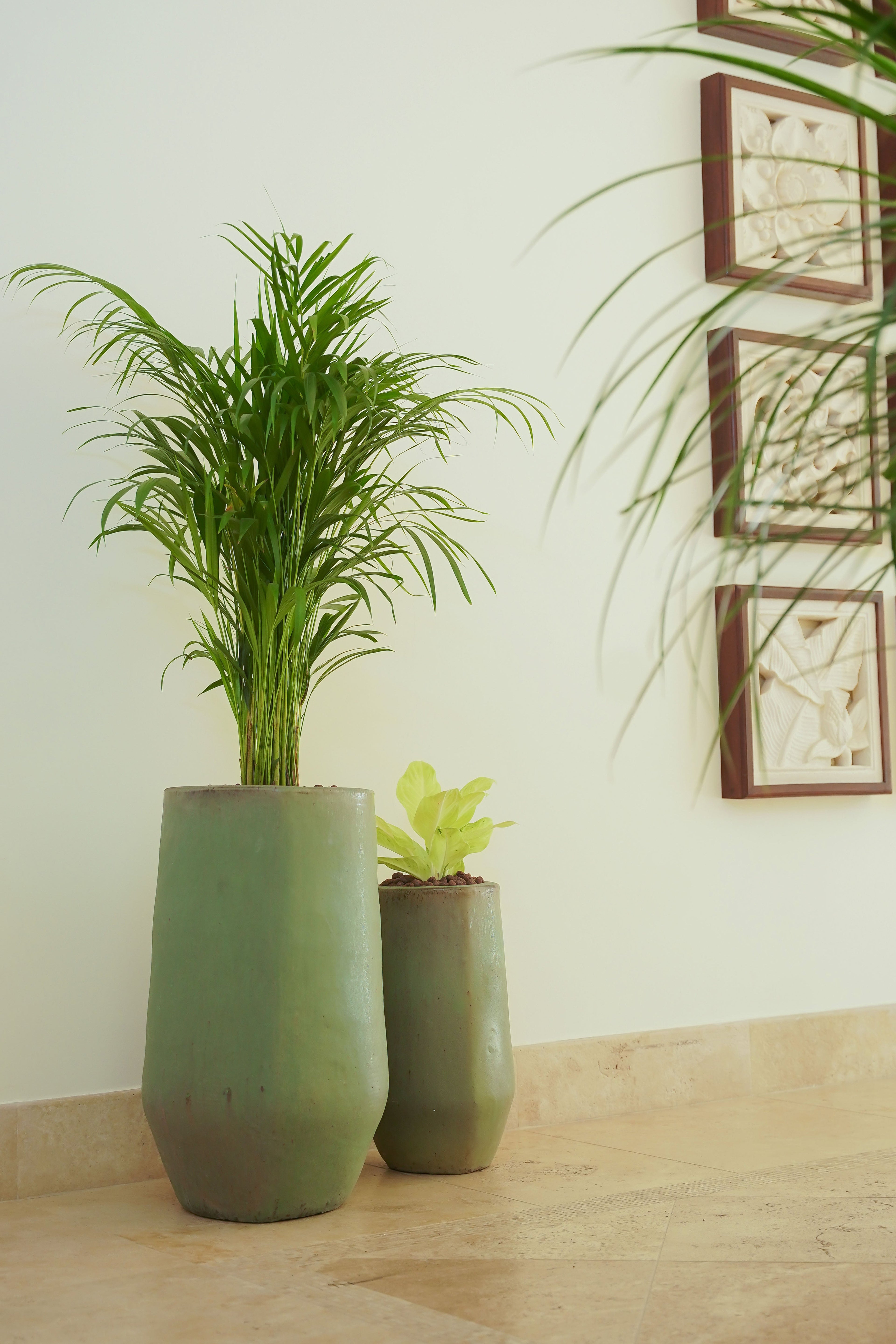 POTTED INDOOR PLANTS