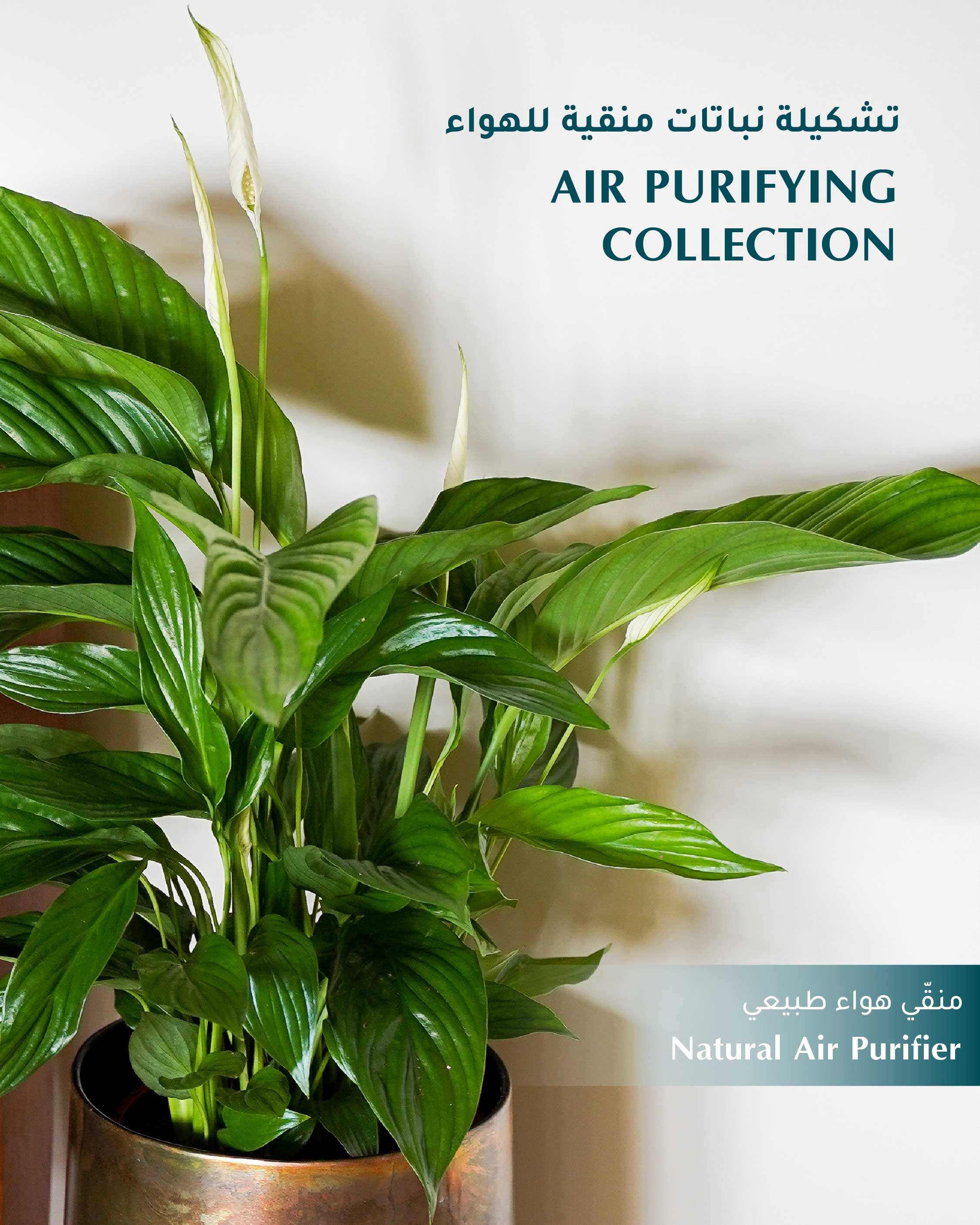 Air Purifying Collection