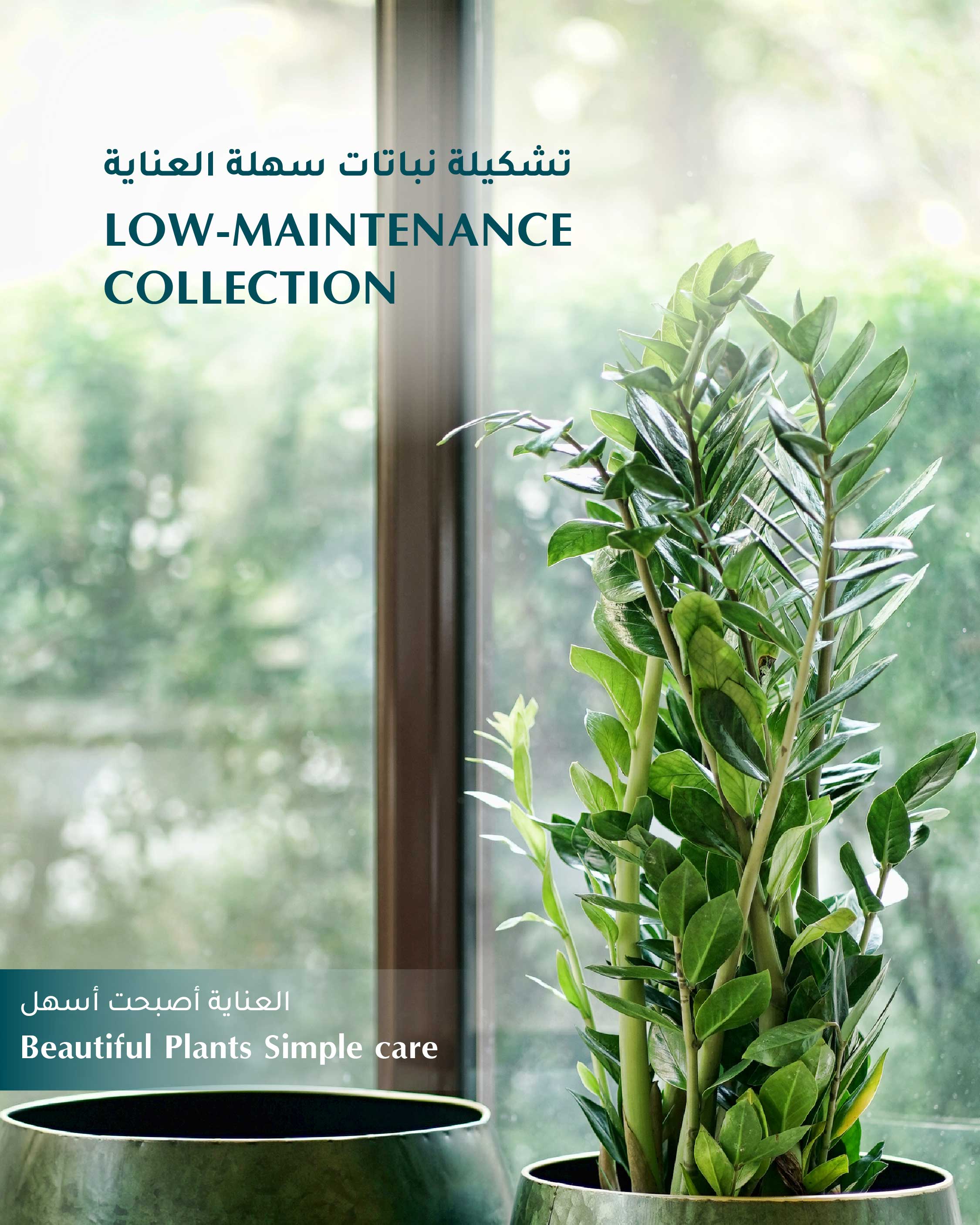 Low Maintenance Collection