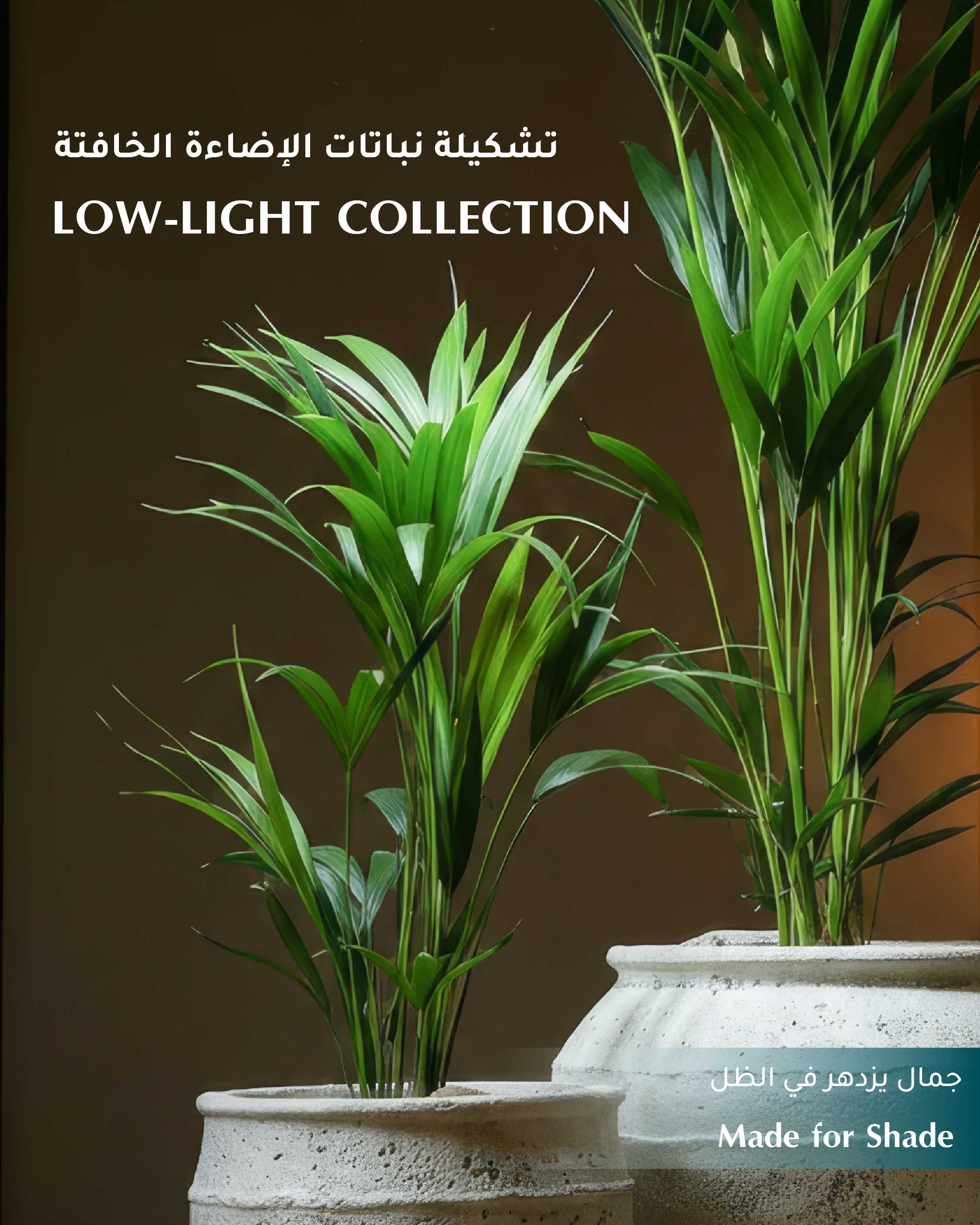 Low Light Collection