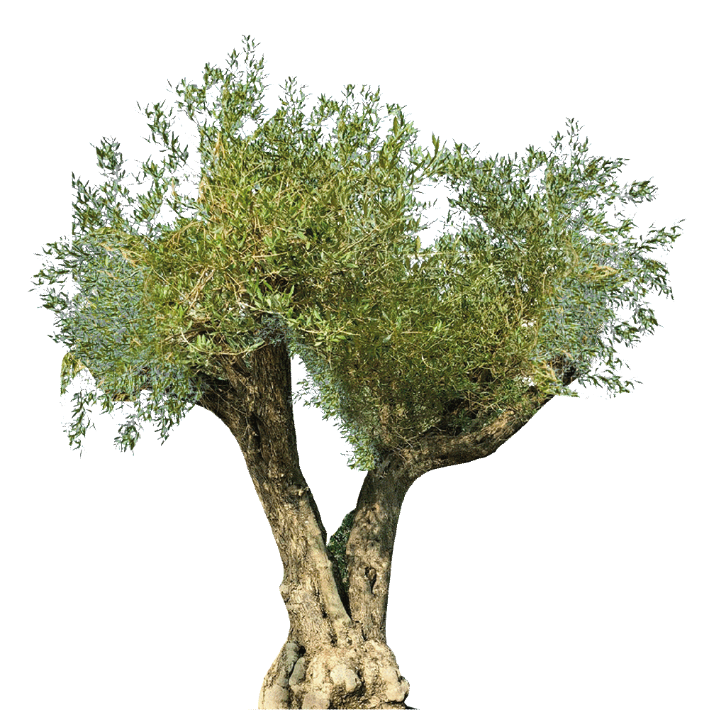 OLIVE TREES