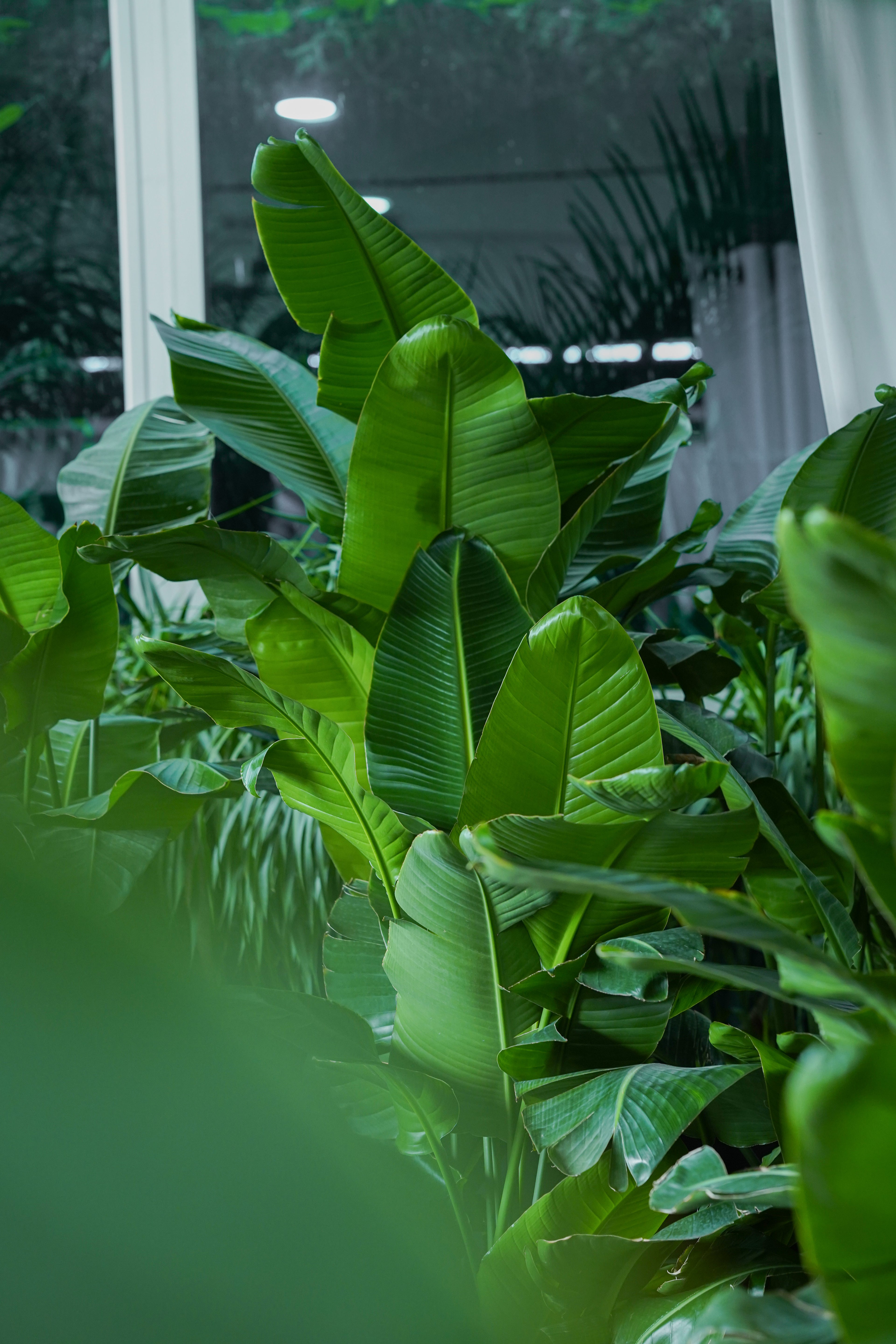 INDOOR PLANTS