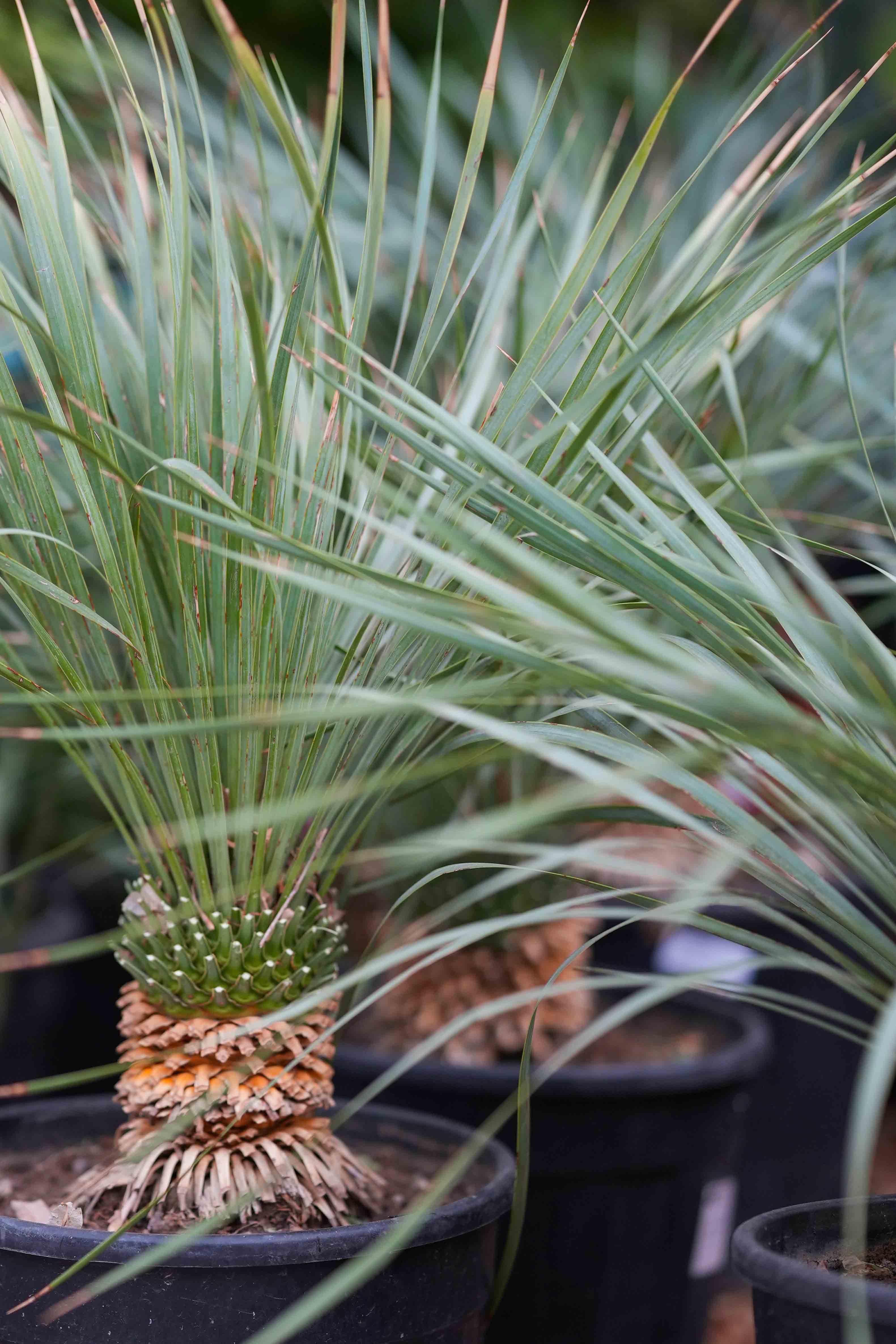 OUTDOOR PLANTS