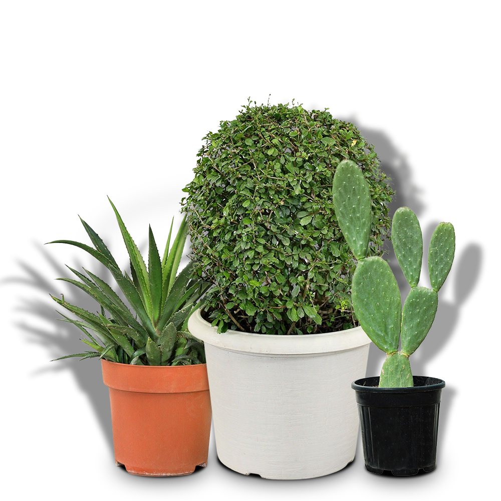 Buy Indoor and Outdoor Plants Online Home and Garden Kuwait