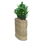 ZAMIOCULCAS IN SOSVA NATURAL CUBE BASKET - زاميوكولكس زاميفوليا في سلة القش