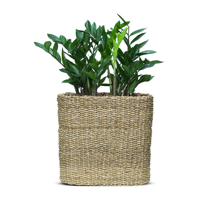 ZAMIOCULCAS IN SOSVA NATURAL CUBE BASKET - زاميوكولكس زاميفوليا في سلة القش