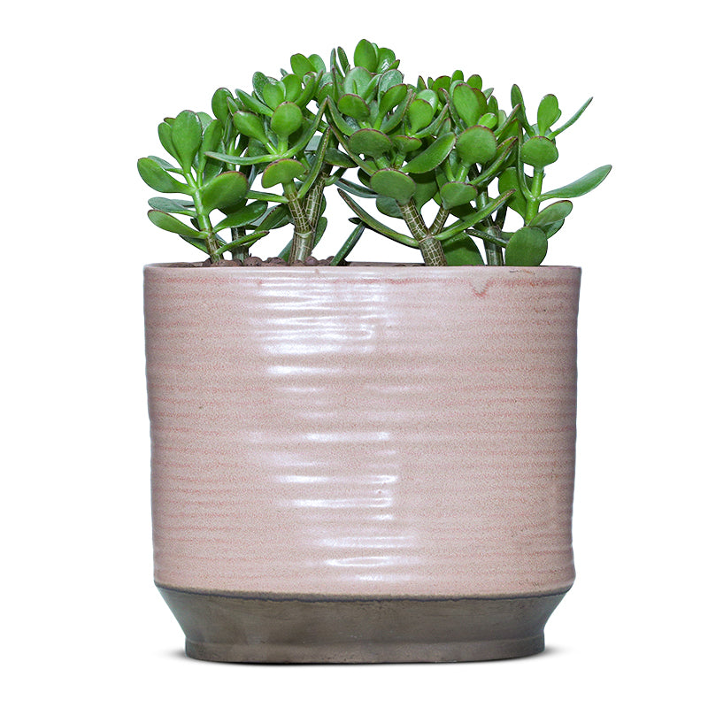 CRASSULA OVATA IN PROTVINO PLANTER - كراسولا اوفاتا في حوض بروتفونو