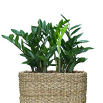 ZAMIOCULCAS IN SOSVA NATURAL CUBE BASKET - زاميوكولكس زاميفوليا في سلة القش