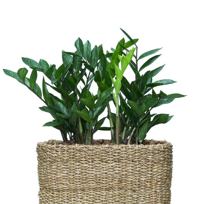 ZAMIOCULCAS IN SOSVA NATURAL CUBE BASKET - زاميوكولكس زاميفوليا في سلة القش