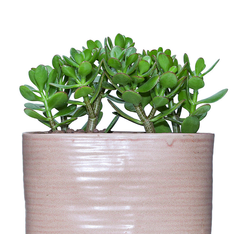 CRASSULA OVATA IN PROTVINO PLANTER - كراسولا اوفاتا في حوض بروتفونو