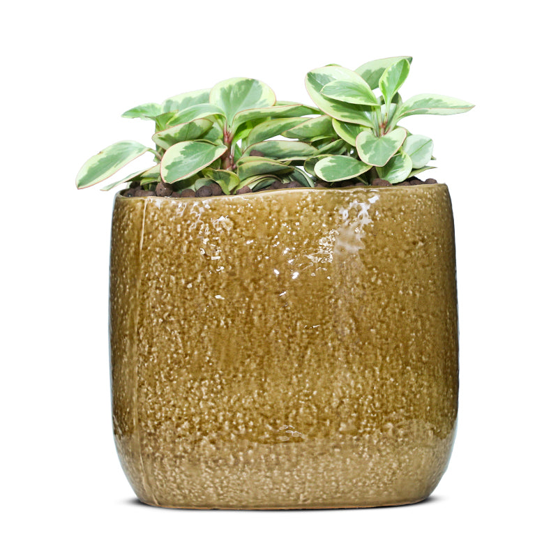 PEPEROMIA IN CARAMEL CERAMIC PLANTER