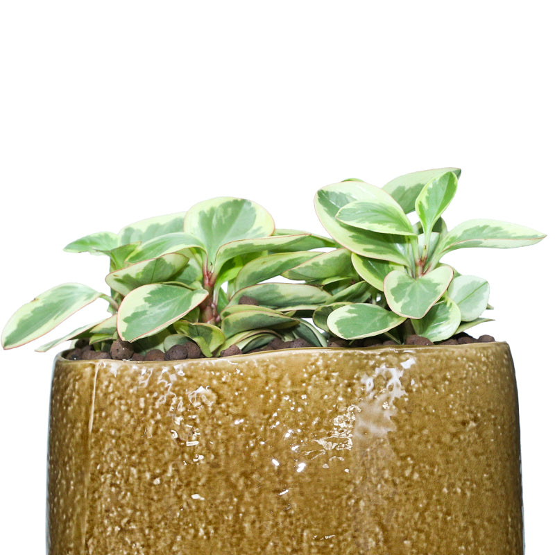 PEPEROMIA IN CARAMEL CERAMIC PLANTER