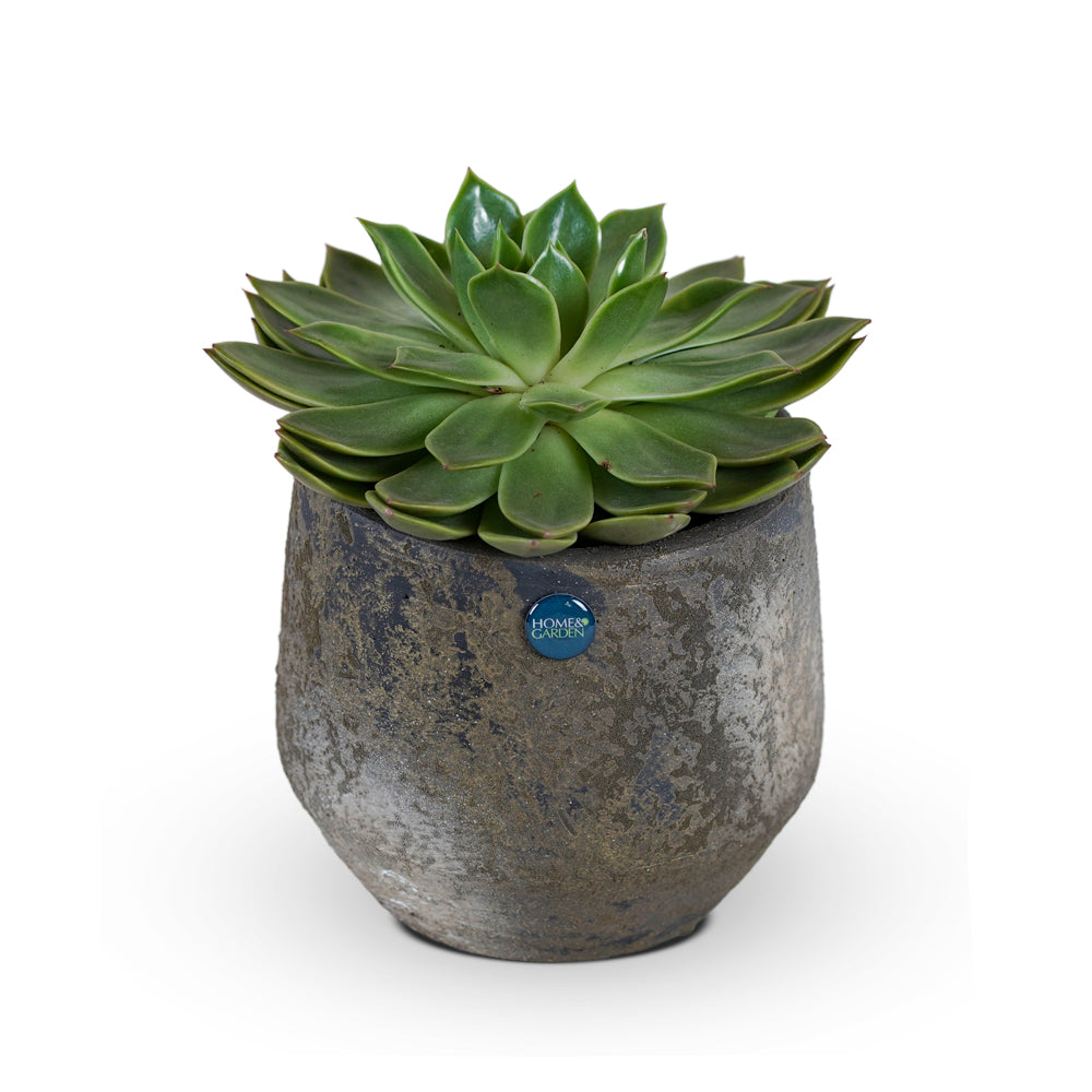 ECHEVERIA MIRANDA IN COPPER-GOLD CERAMIC POT نبات إيكفيريا المميز في حوض دينان الرائع