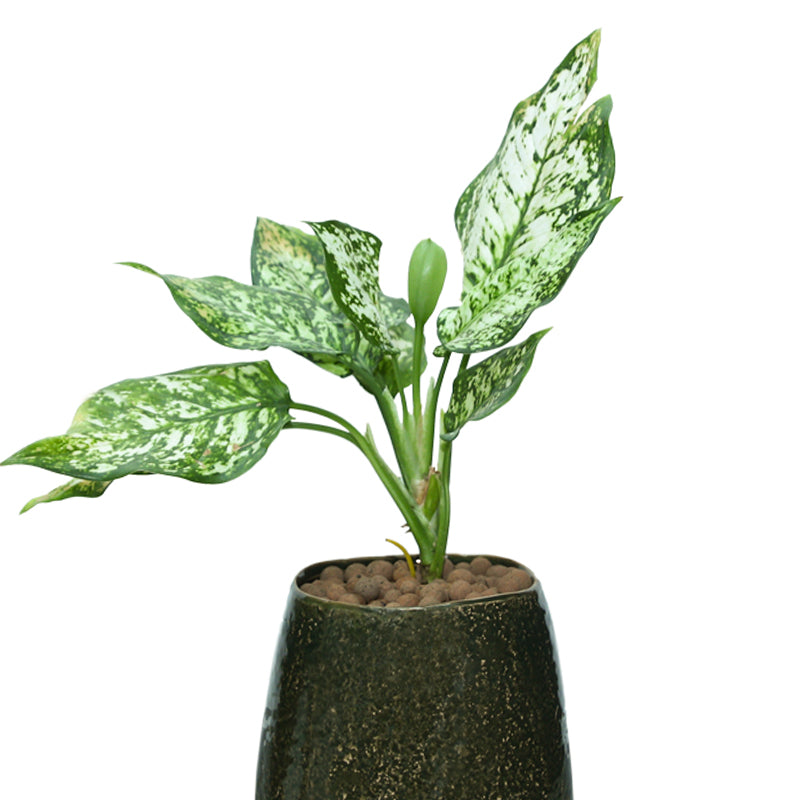 AGLAONEMA SNOW WHITE IN FOREST GREEN PLANTER - أجلونيما سنو وايت في حوض فوريست جرين