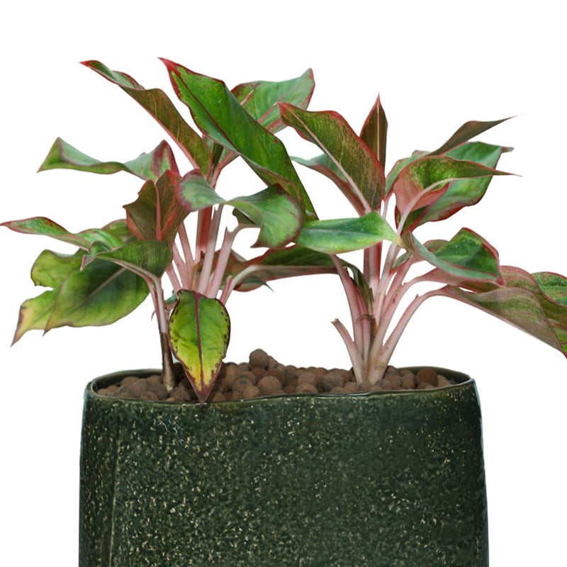 AGLAONEMA CRETE IN FOREST GREEN VASE - أجلونيما كريت في حوض فوريست جرين