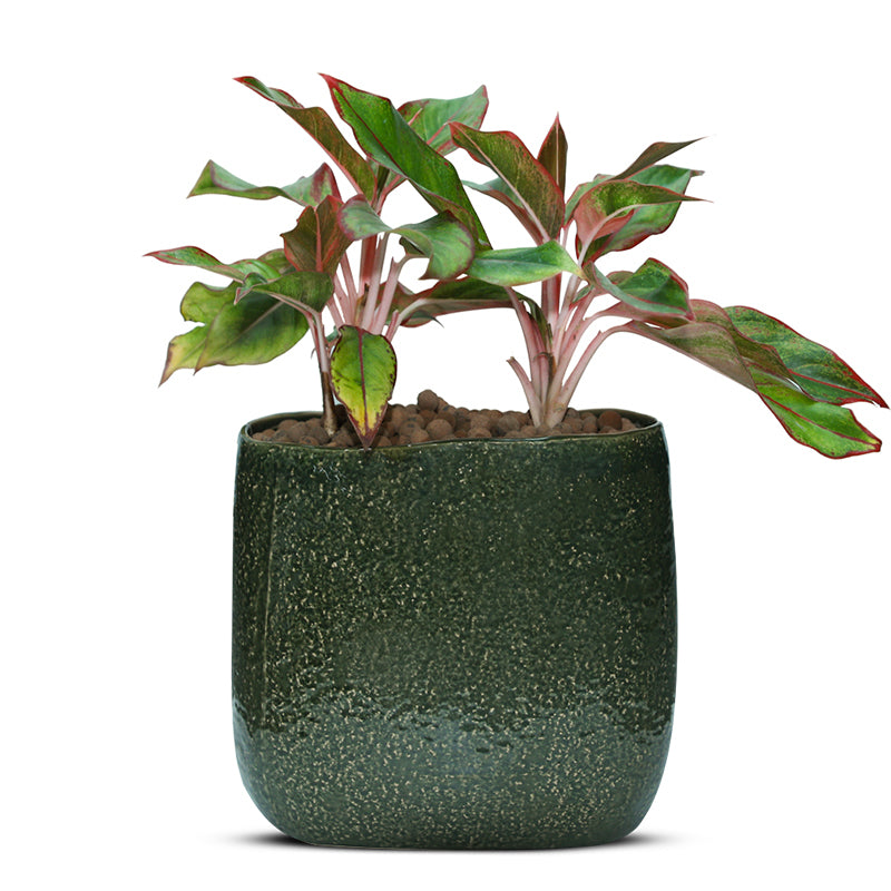 AGLAONEMA CRETE IN FOREST GREEN VASE - أجلونيما كريت في حوض فوريست جرين