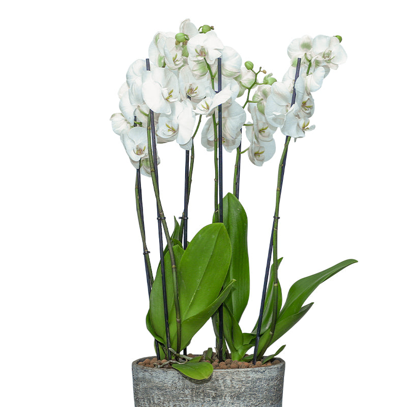 ORCHIDS IN YERUDA PLANTER - اوركيد ابيض في حوض إيرودا