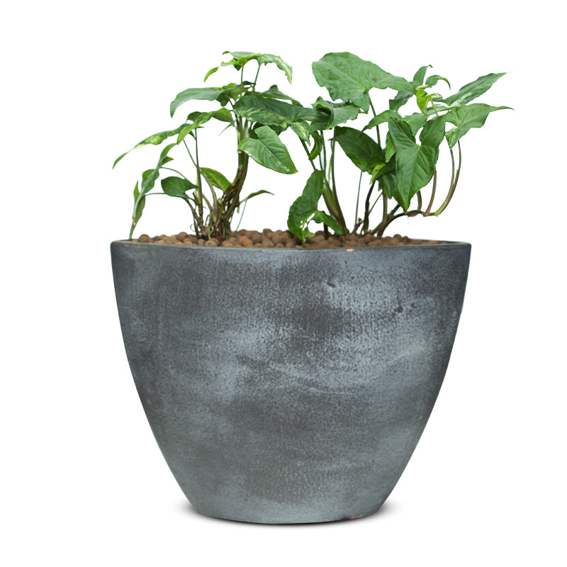 SYNGONIUM IN STUPINO MYSTIC-GREY PLANTER - سنجونيوم في حوض ستوبينو ميستيك-رمادي