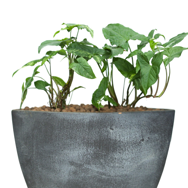 SYNGONIUM IN STUPINO MYSTIC-GREY PLANTER - سنجونيوم في حوض ستوبينو ميستيك-رمادي