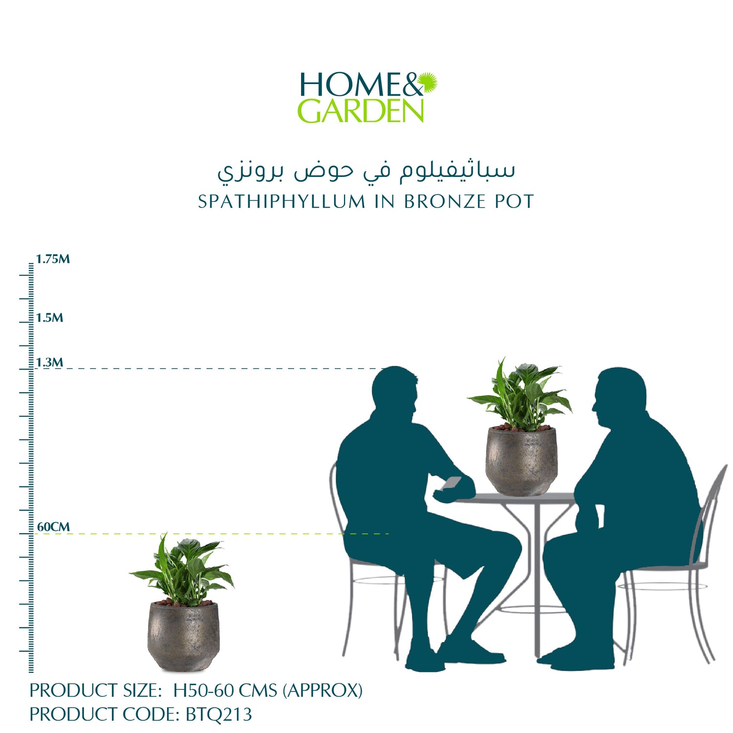 SPATHIPHYLLUM IN BRONZE POT - سباثيفيلوم في حوض برونزي