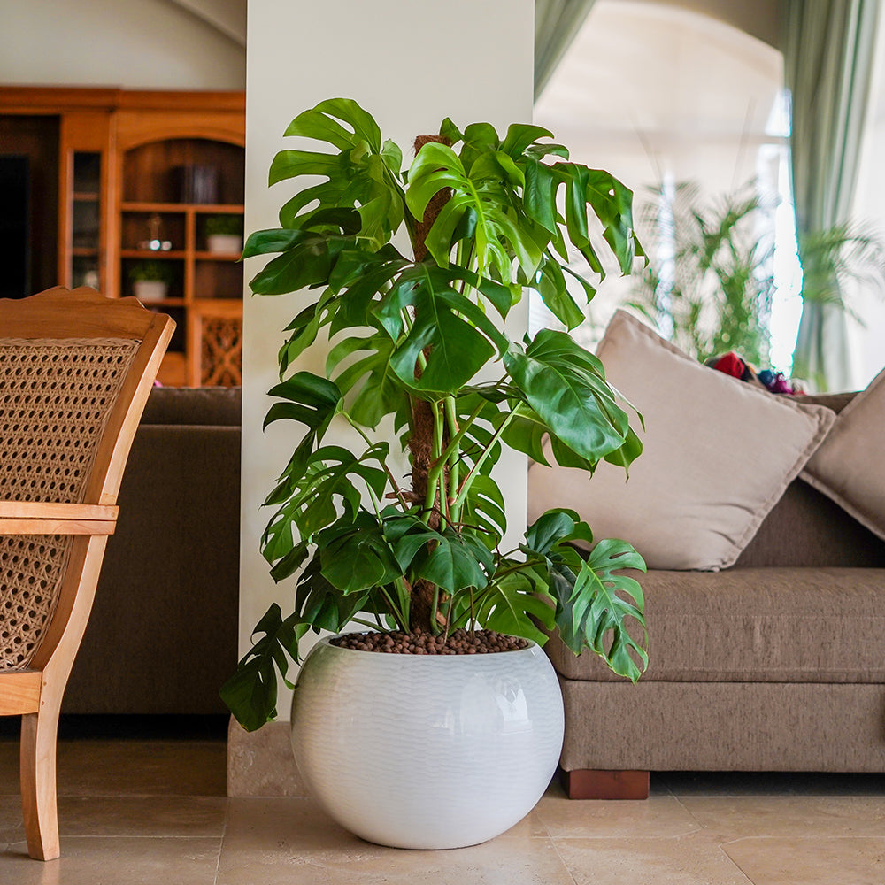 MONSTERA DELICIOSA IN NIGERIA PLANTER مونستيرا في حوض نيجيريا