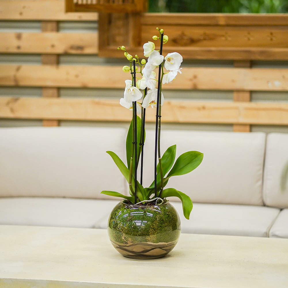 WHITE ORCHIDS IN GLASS POT