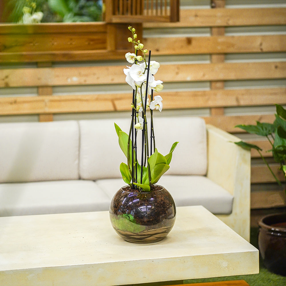 WHITE ORCHIDS IN GLASS POT