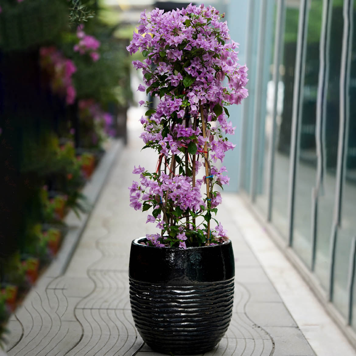 BOUGAINVILLEA COMO IN SHINY BLACK PLANTER - جهنمية مجنونة في لامع لامع