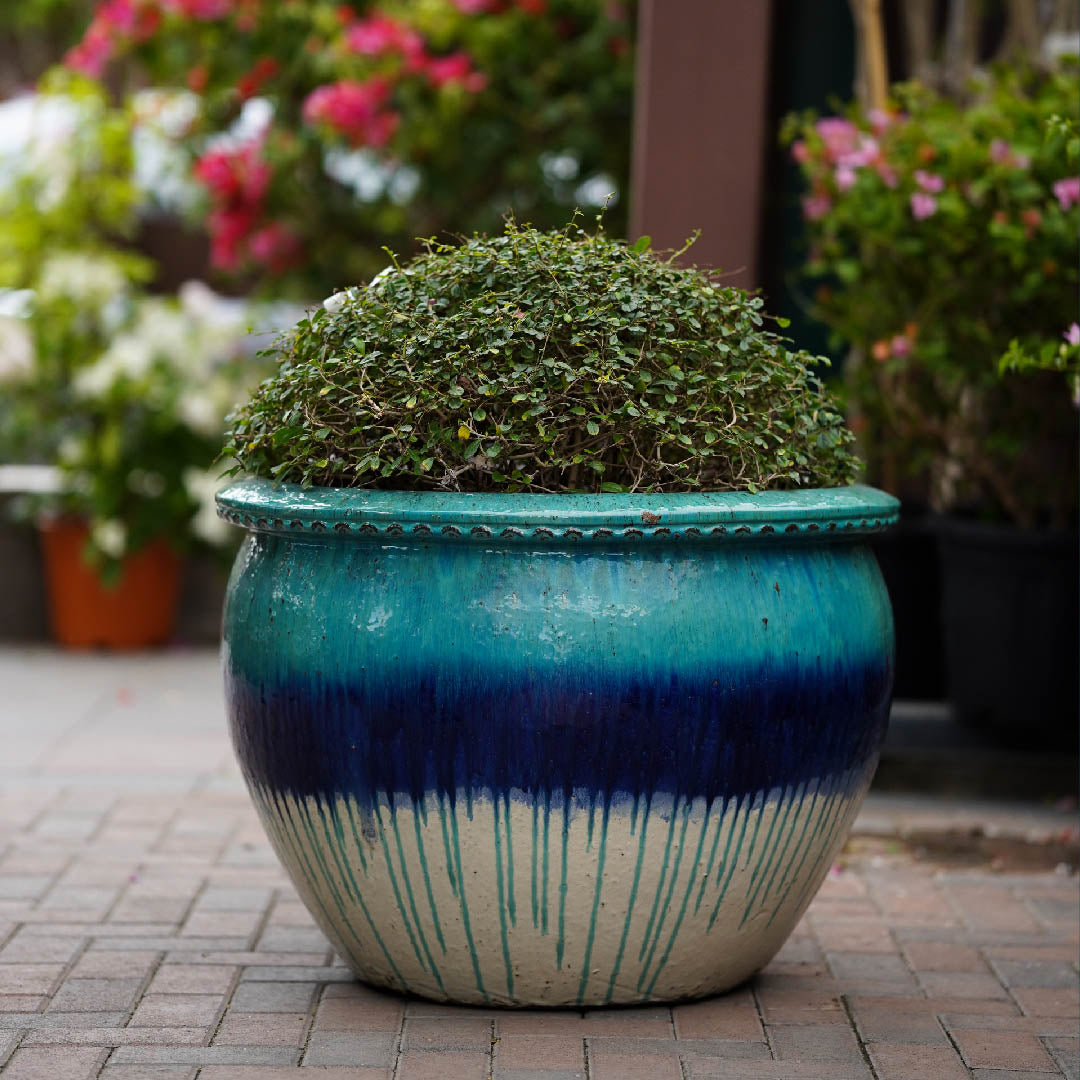 CARMONA MICROPHYLLA IN BLEEDING BLUE CERAMIC POT - كارمونا في حوض ازرق من السيراميك