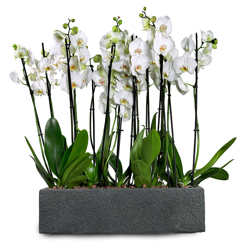 ORCHIDS IN DANUBE BLACK PLANTER