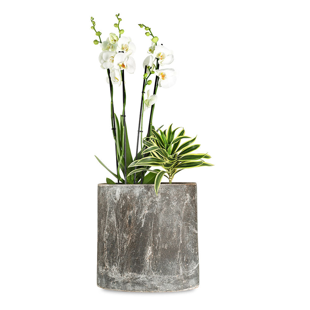  أوركيد ودراسينا في حوض بولتورينو