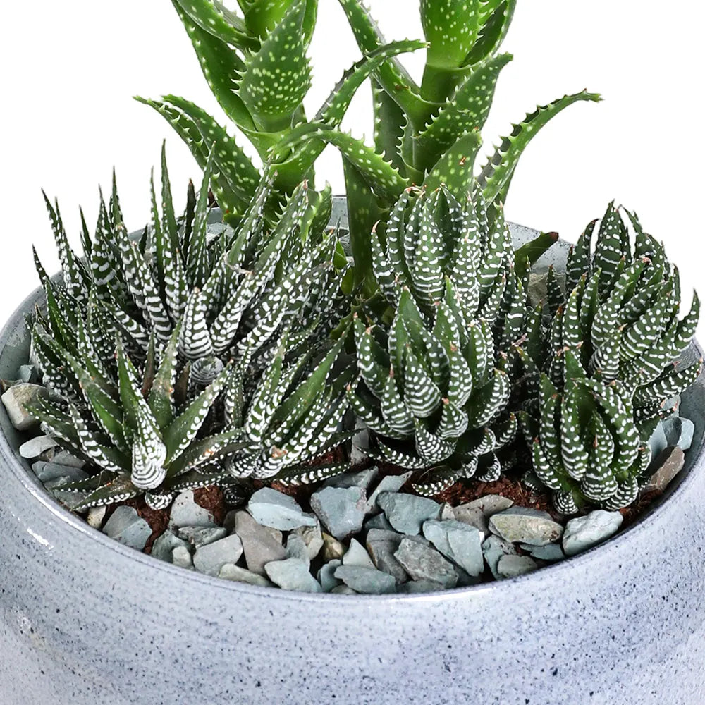 SUCCELLENTS IN IVANOVO POT D 28 CM