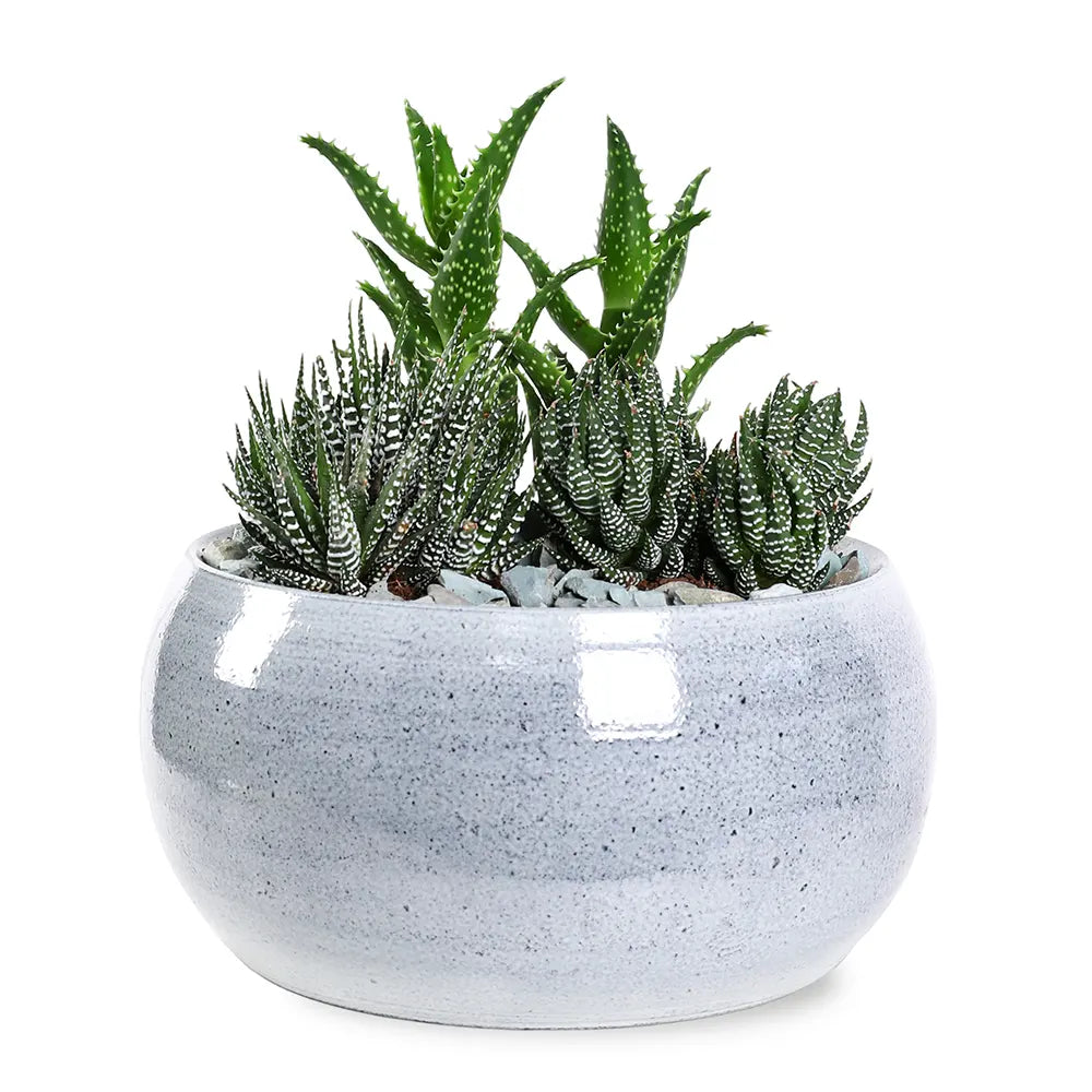 SUCCELLENTS IN IVANOVO POT D 28 CM