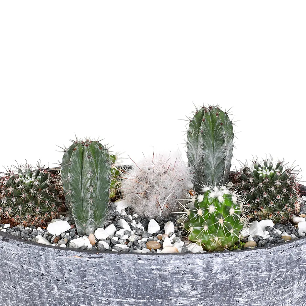 CACTUS  IN YERUDA PLANTER L 29 CMS