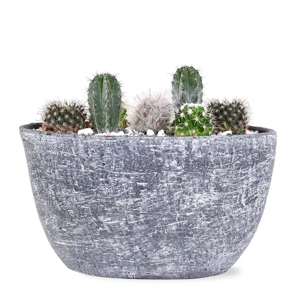 CACTUS  IN YERUDA PLANTER L 29 CMS