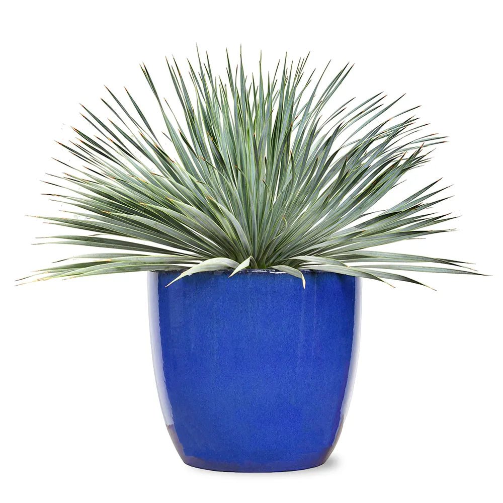 YUCCA ROSTRATA IN ELISTA CERAMIC POT