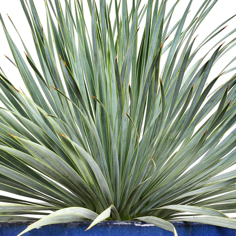 YUCCA ROSTRATA IN ELISTA CERAMIC POT