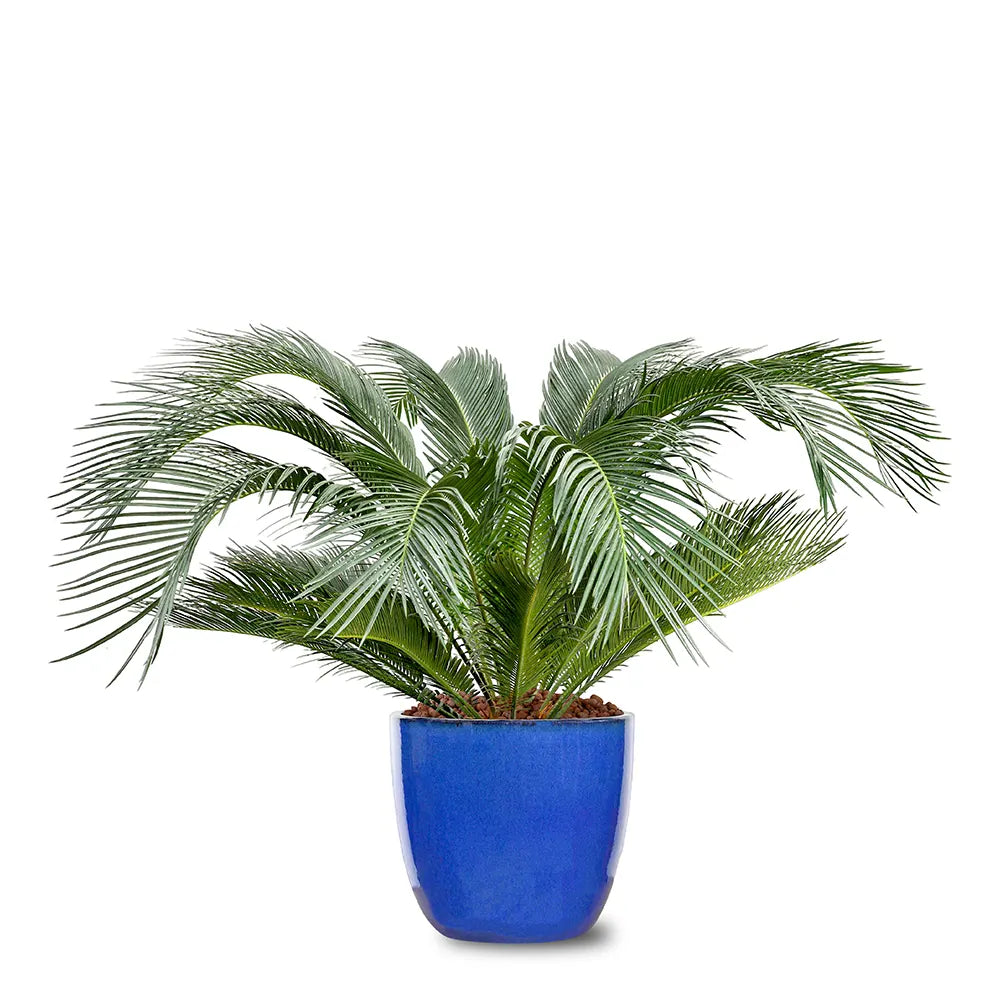 CYCAS REVOLUTA IN ELISTA CERAMIC POT
