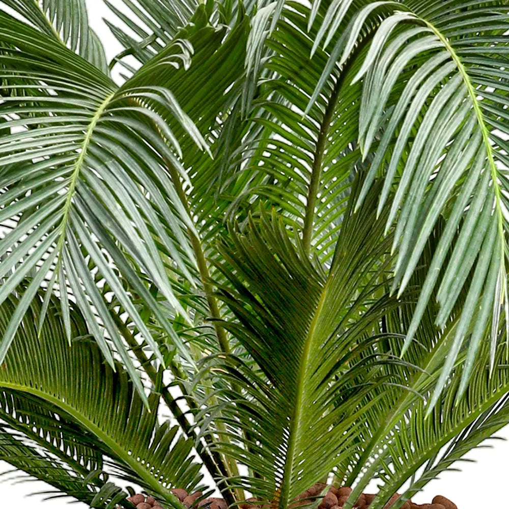CYCAS REVOLUTA IN ELISTA CERAMIC POT
