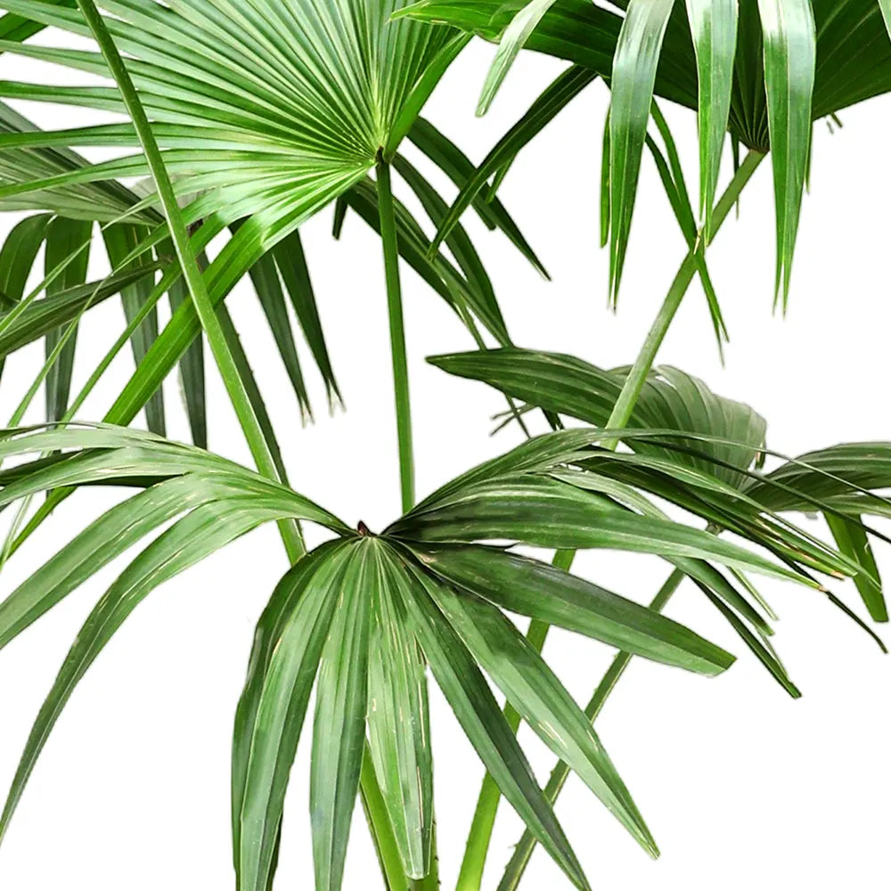 LIVISTONIA CHINENSIS IN ELISTA CERAMIC POT