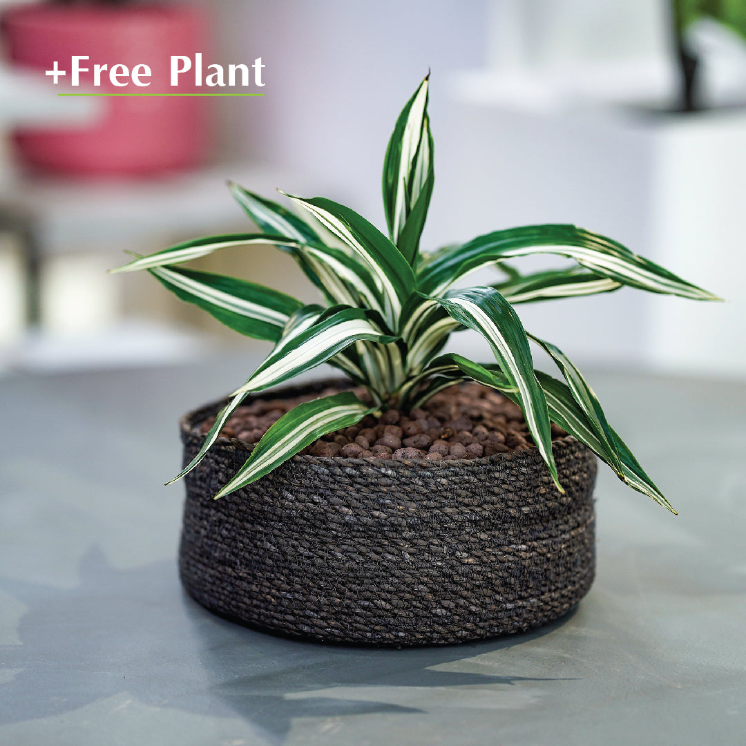 BUY POT & GET A PLANT FREE - ISHIDEY GREY BOWL - سلة إشيدي -  اشتري حوض واحصل على نبتة مجاناً