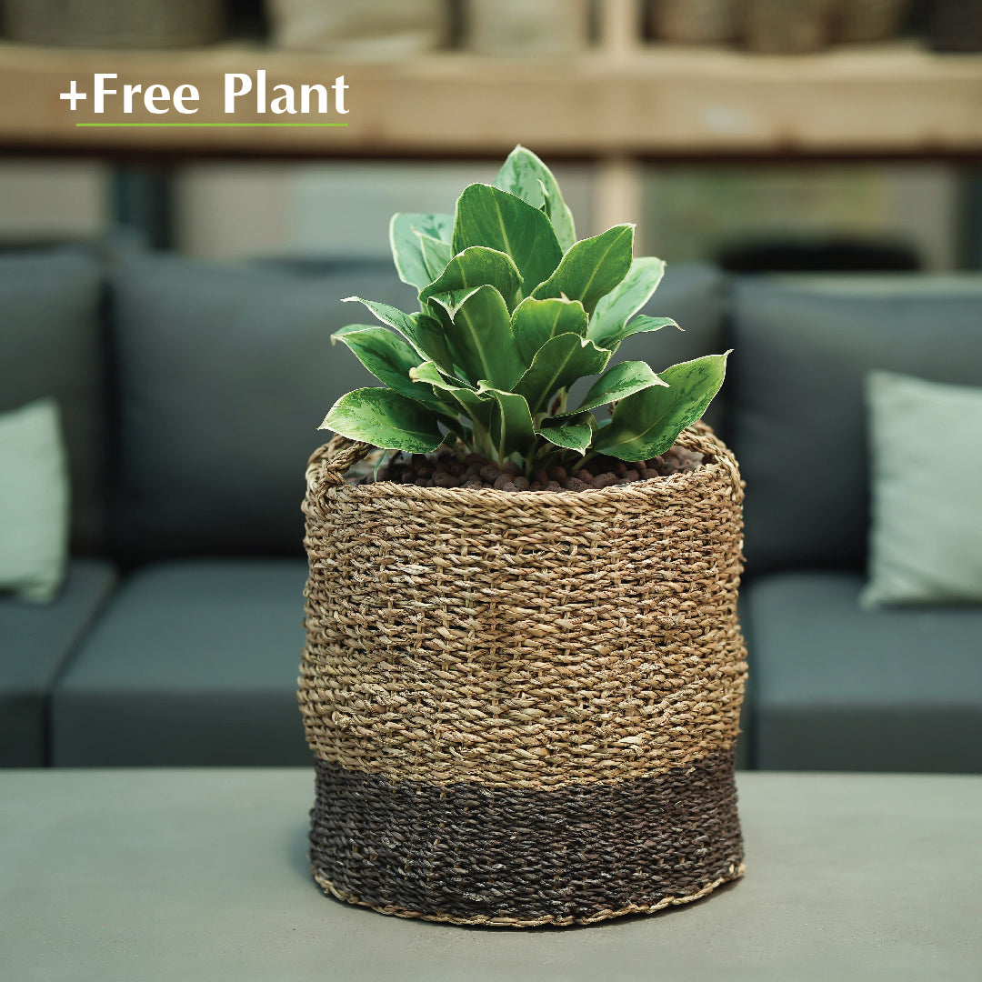 اشترِ أصيصًا واحصل على نبات مجانًا - ORIK GRAY PLANTERS - سلة أوريك - اشترِ حوضًا واحصل على نبتة مجانًا