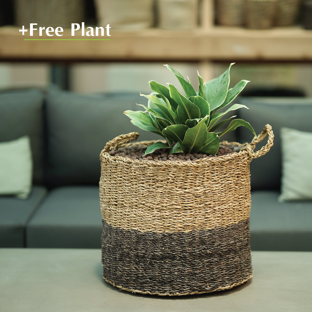 اشترِ أصيصًا واحصل على نبات مجانًا - ORIK GRAY PLANTERS - سلة أوريك - اشترِ حوضًا واحصل على نبتة مجانًا